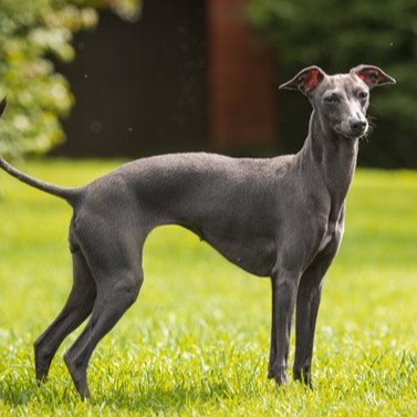 cropped italian greyhound icon