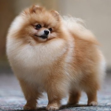 cropped pomeranian icon