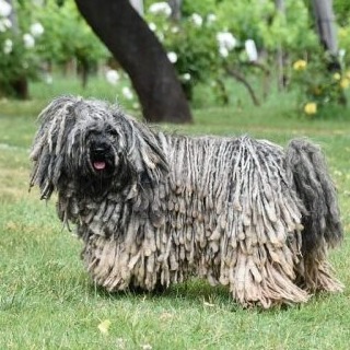 cropped puli icon