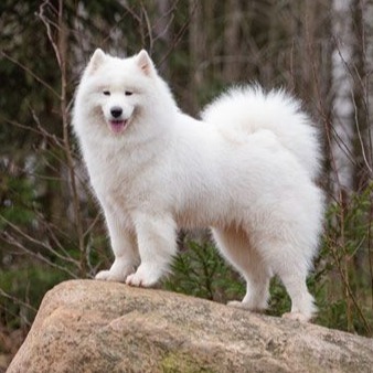 cropped samoyed icon
