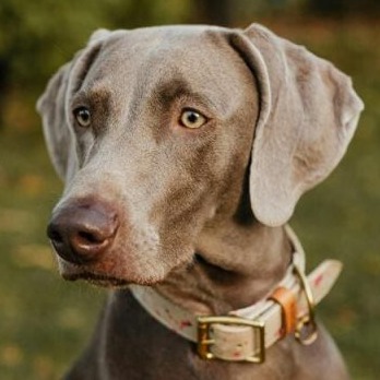 cropped weimaraner icon