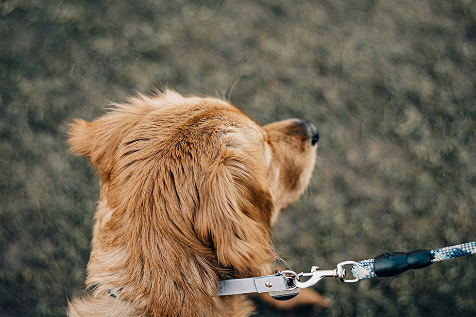 dogs pulling leads