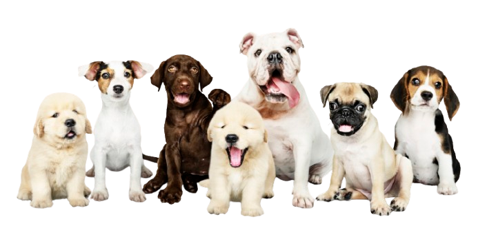 group portrait adorable puppies removebg preview