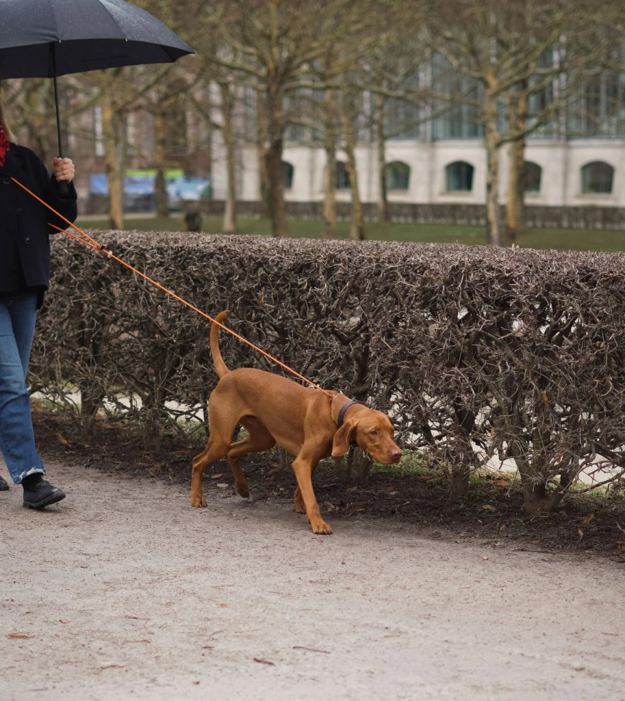 pulling on leash Pet Insurance Australia