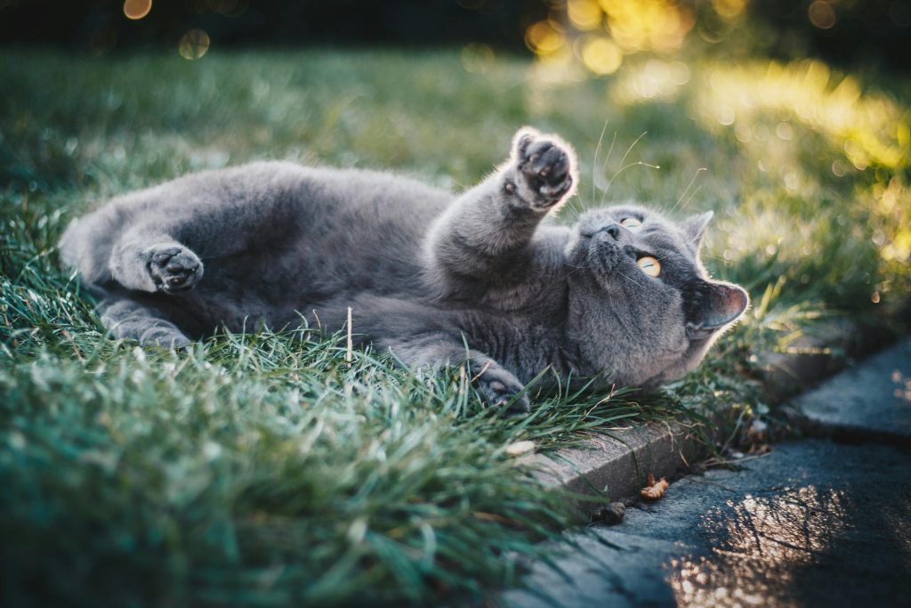 british shorthair 1