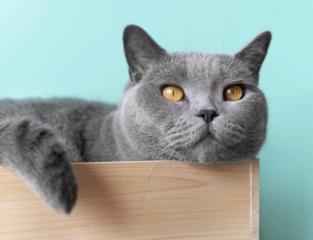 british shorthair 3