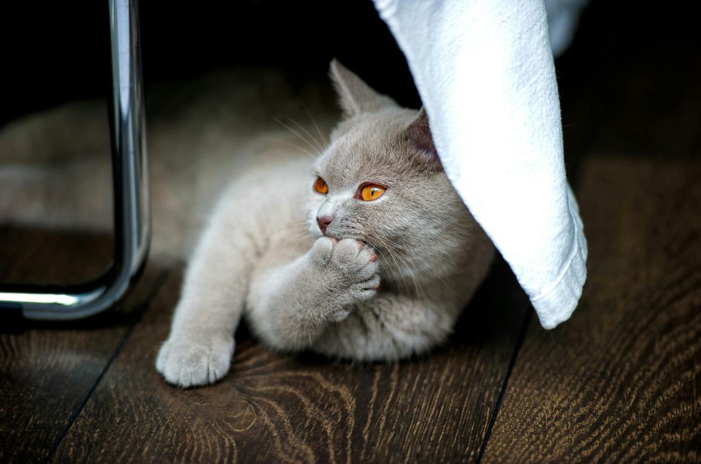 british shorthair 5