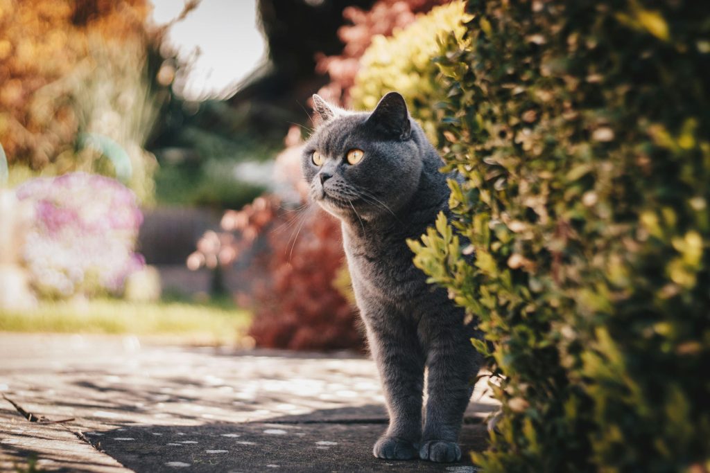 british shorthair 6