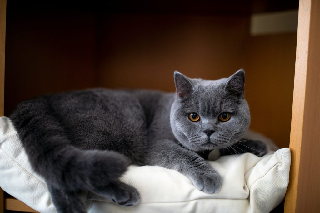 british shorthair 7