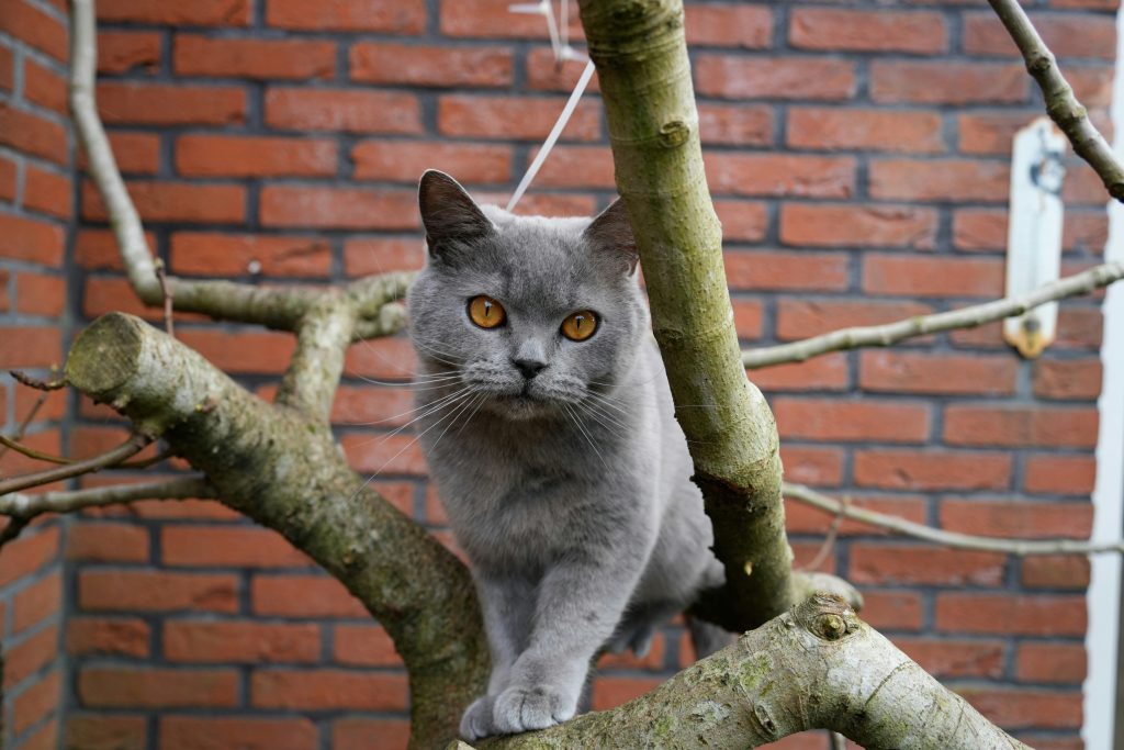 british shorthair 8