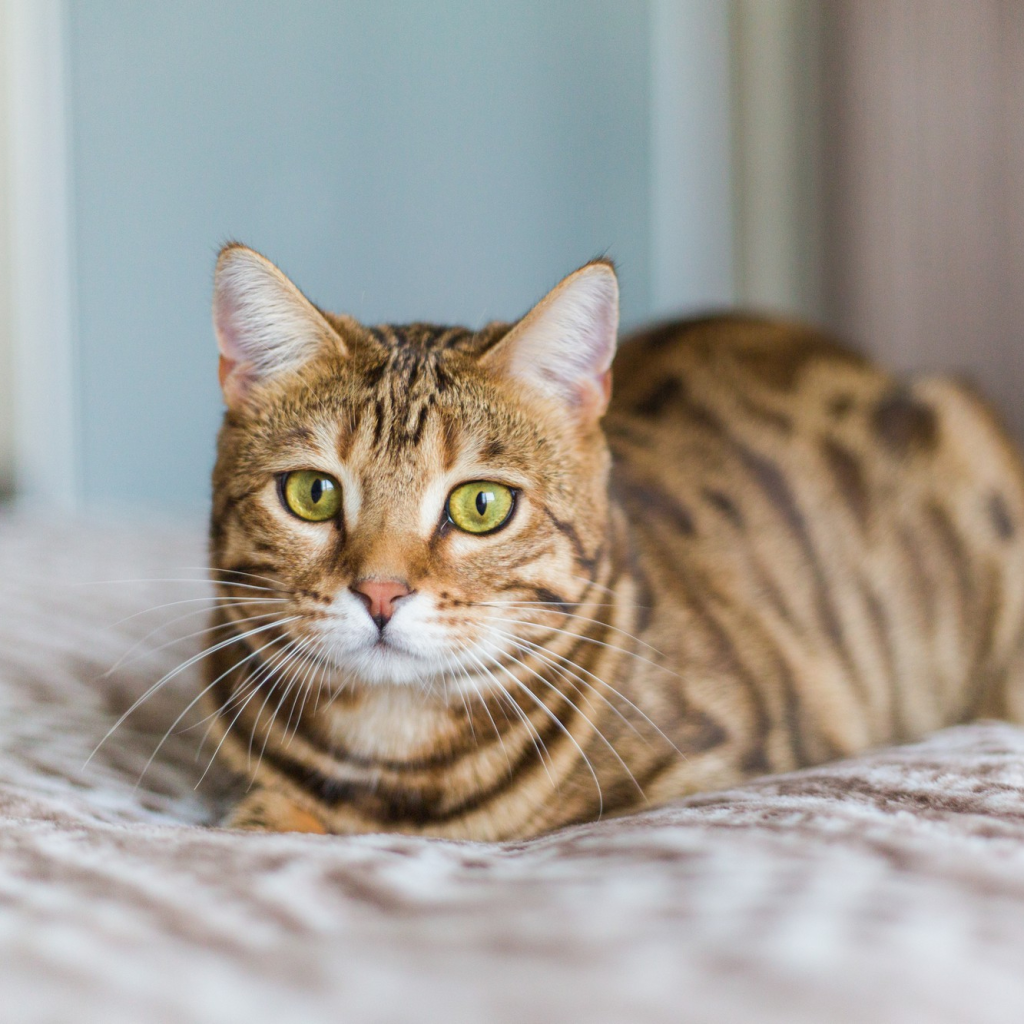 cropped bengal