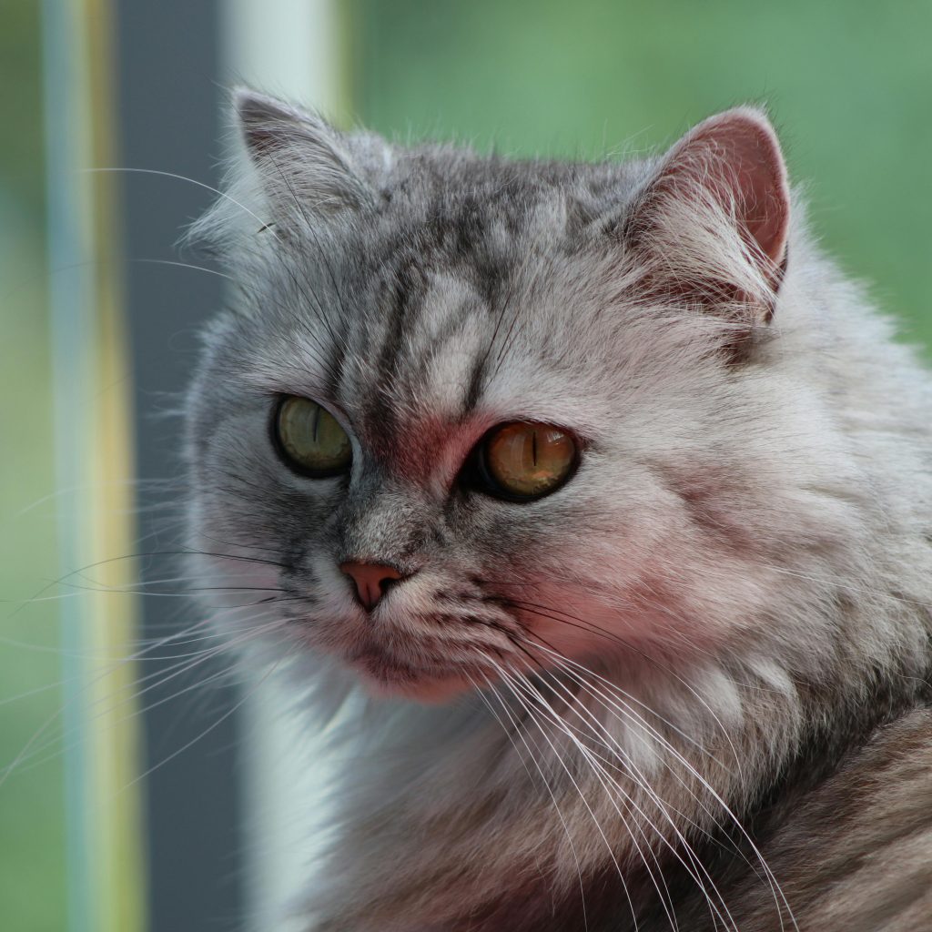 cropped persian