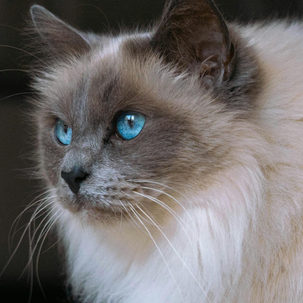 cropped ragdoll