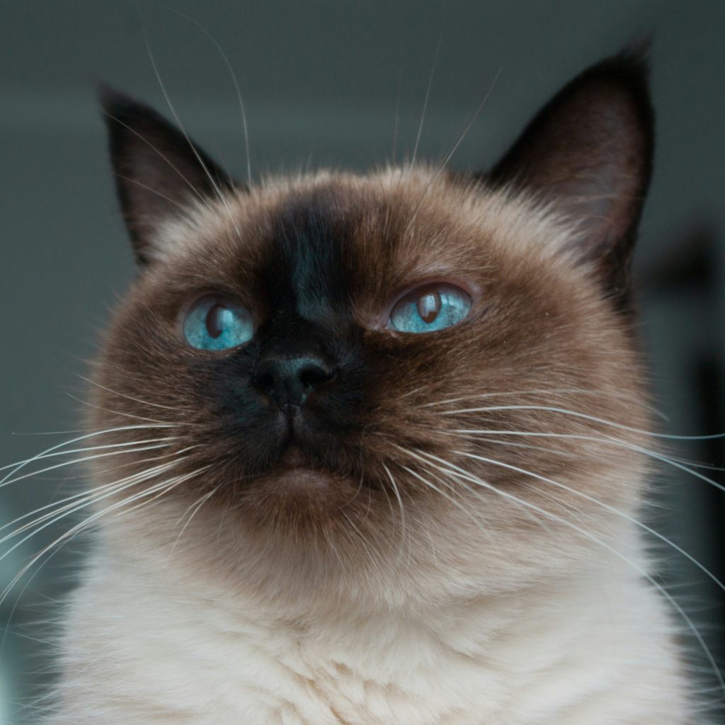 cropped siamese