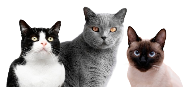 cute pet collage isolated 1 removebg preview