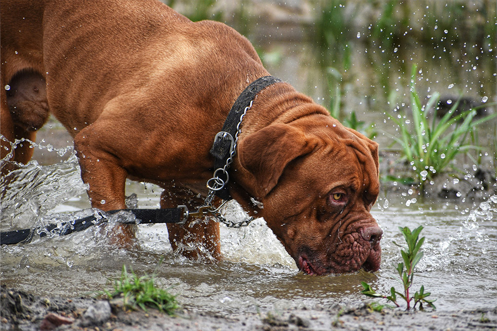 leptospirosis risk pets