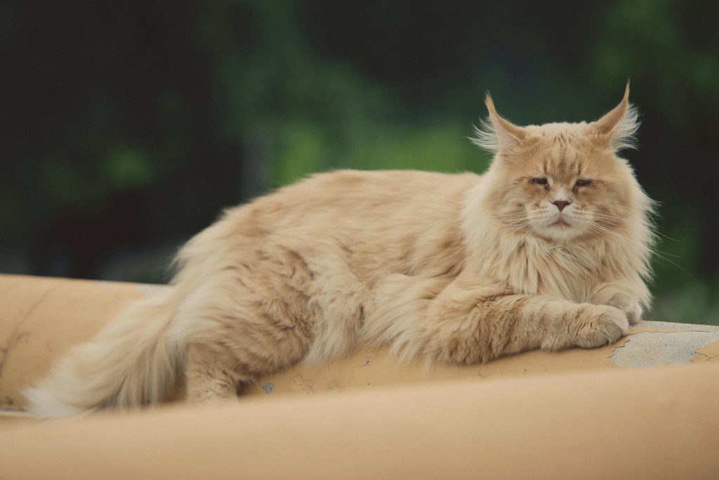 maine coon 1