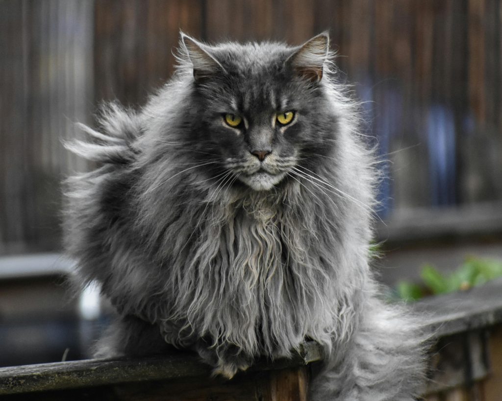 maine coon 2