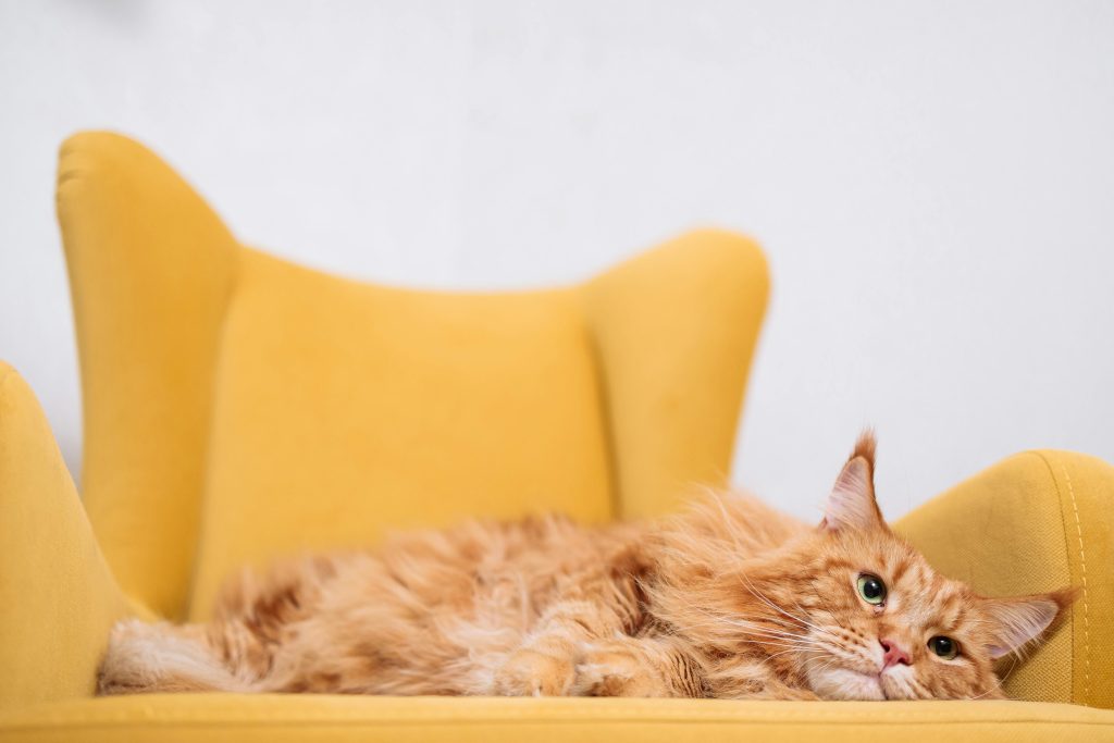 maine coon 3