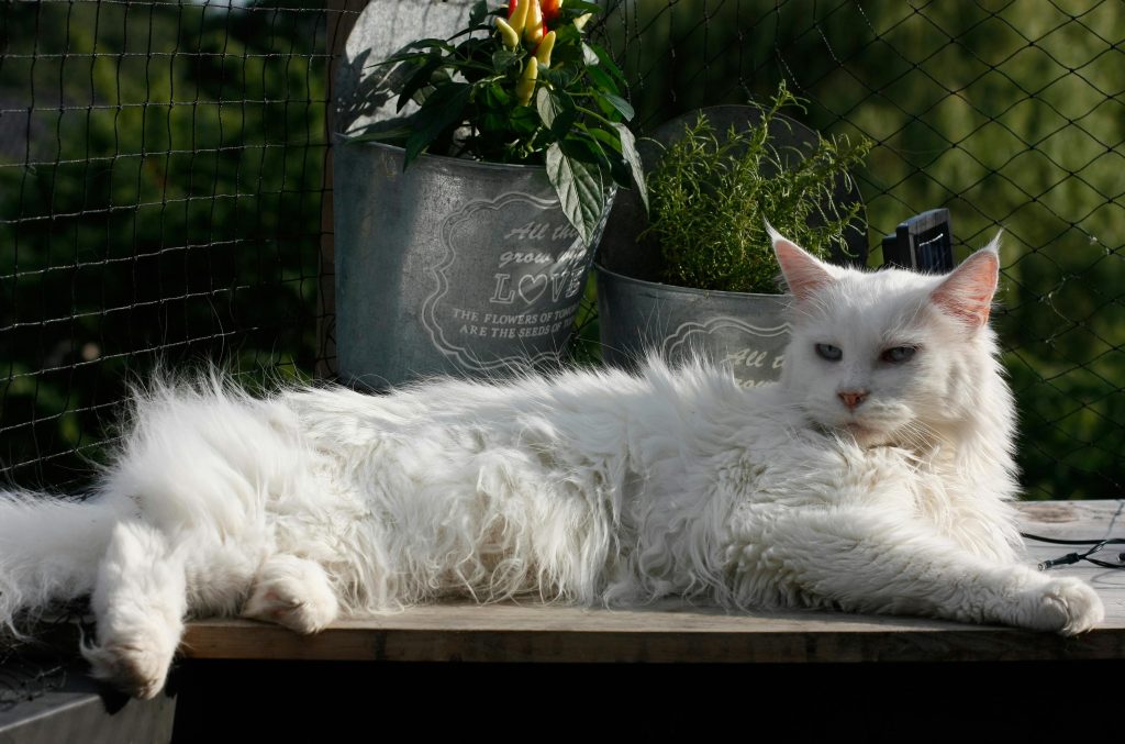 maine coon 4