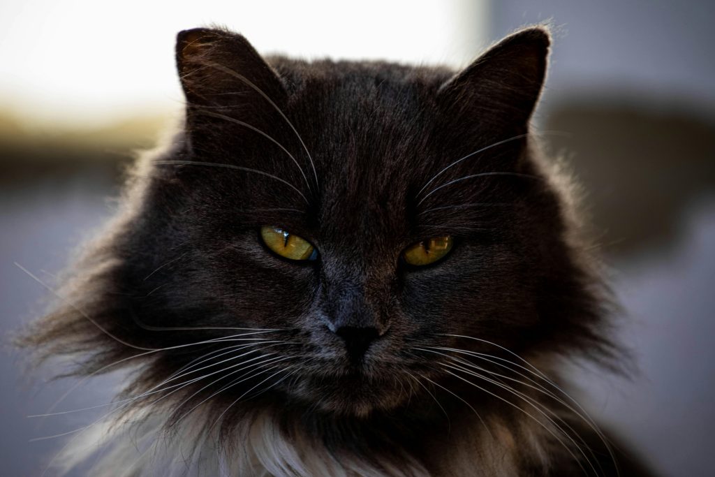 maine coon 5