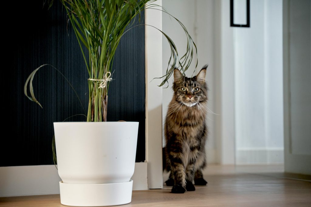 maine coon 6