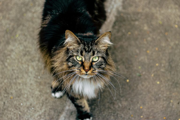 maine coon 7