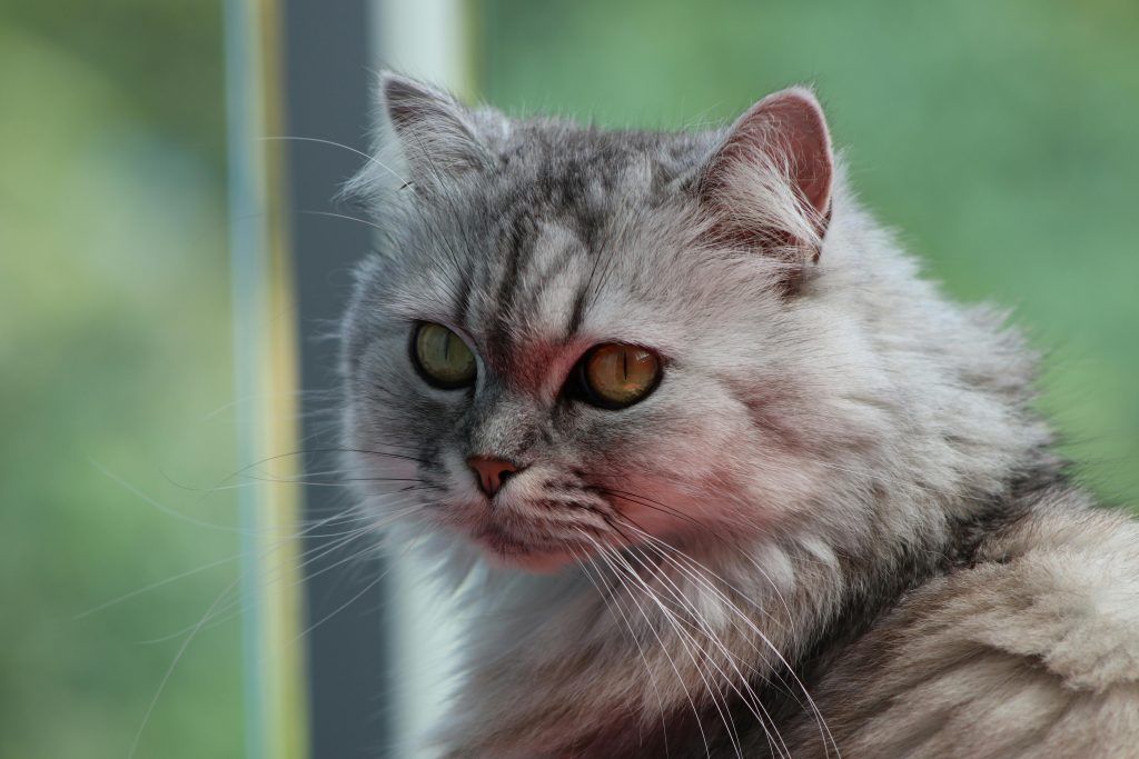 persian 1