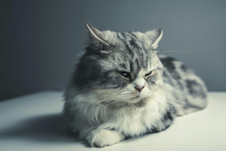 persian 3