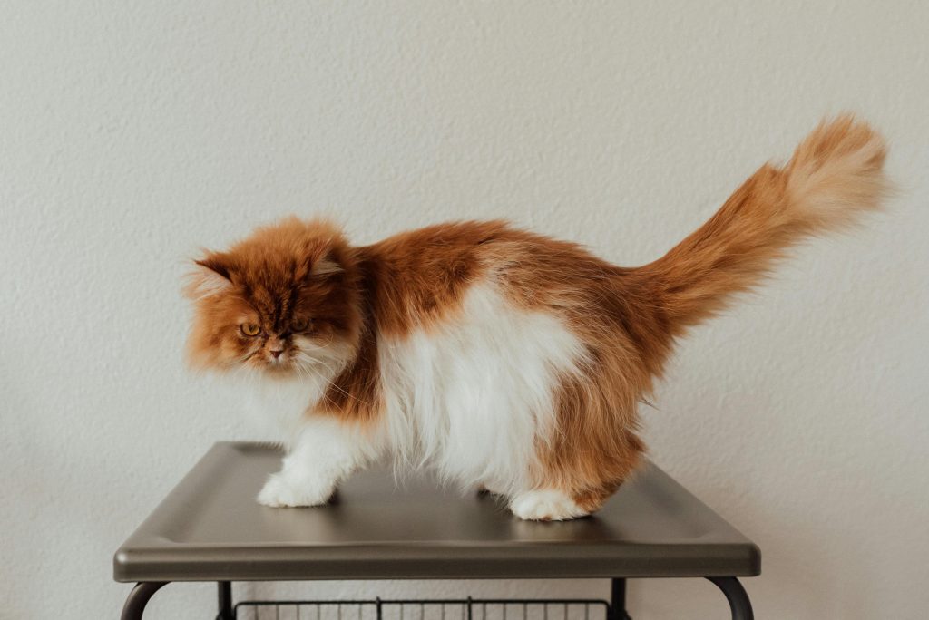 persian 4