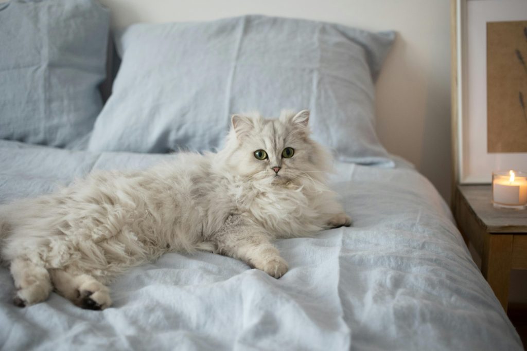 persian 5