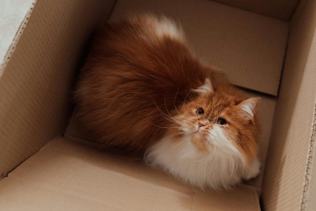 persian 6