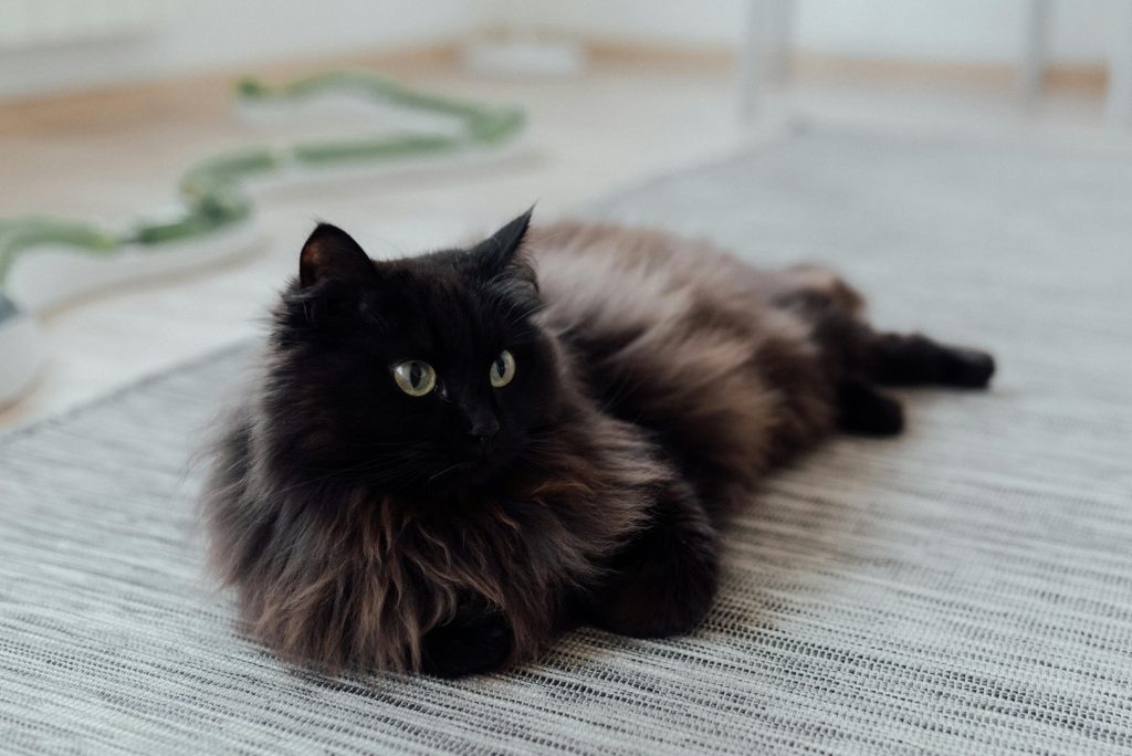 persian 8