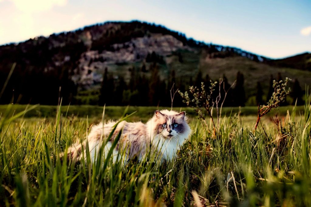 ragdoll 2