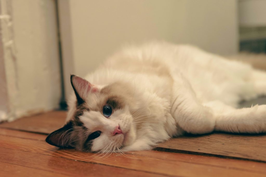 ragdoll 6