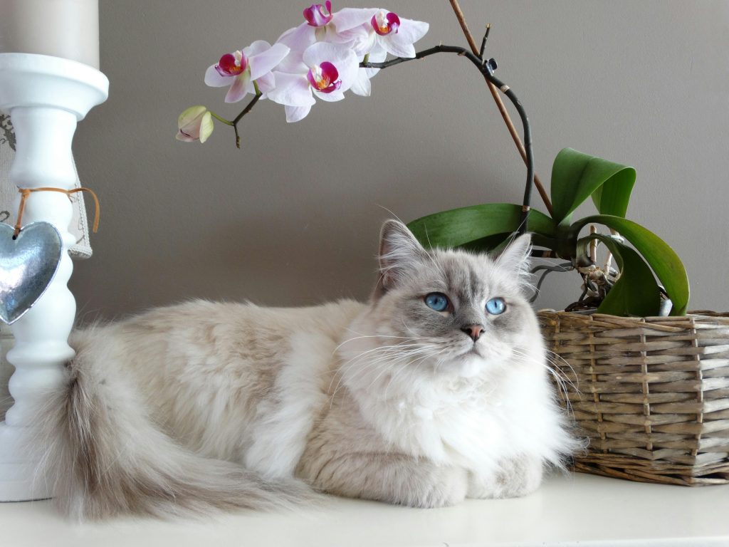 ragdoll hero
