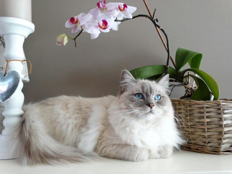 ragdoll hero