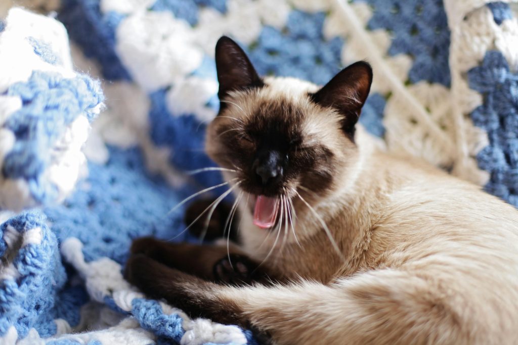 siamese 1