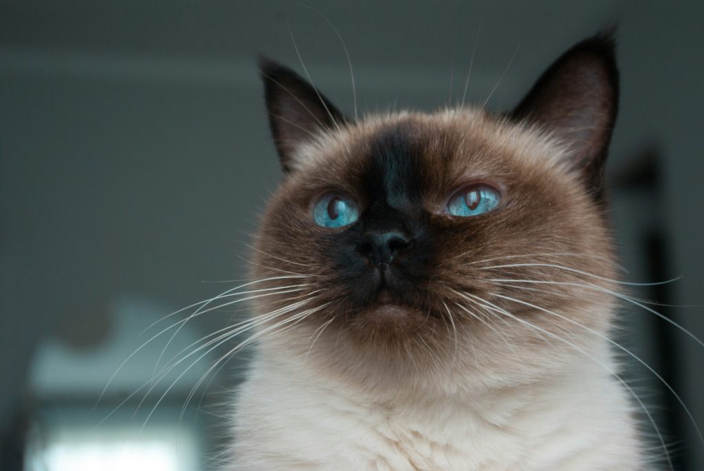 siamese 2