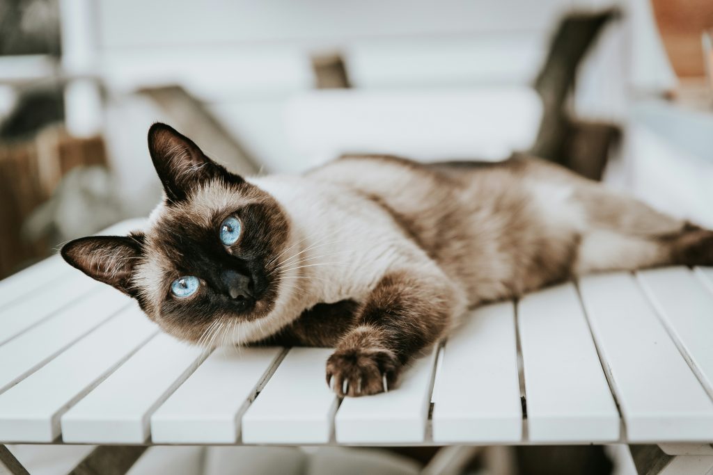 siamese 3