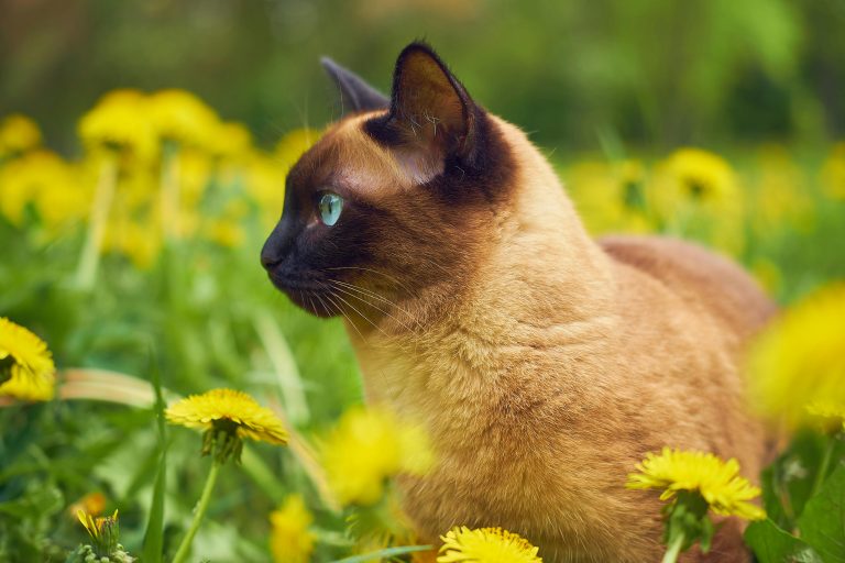 siamese 7