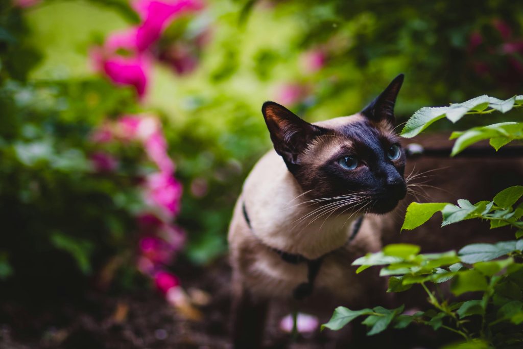 siamese 8