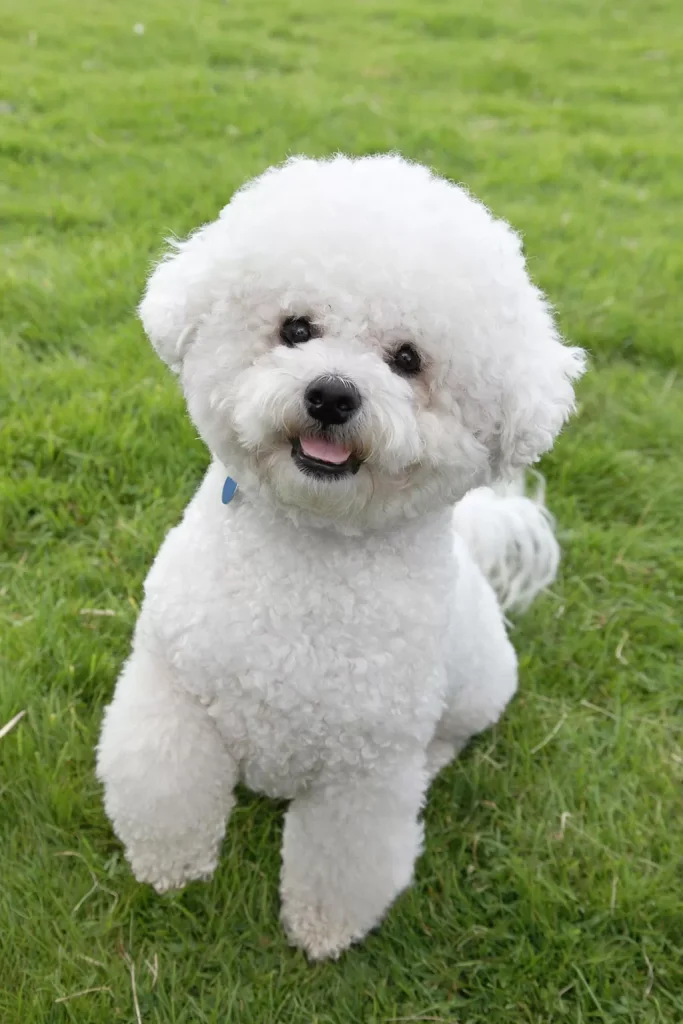 Bichon Frise low shedding dog.jpg