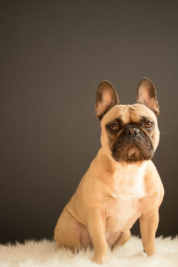French Bulldog scaled 1.jpg
