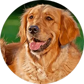 Golden Retriever c.png