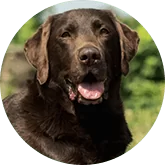 Labrador c.png