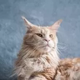 Maine Coon scaled qblq9y0d9obbhxjks1tbyo6m28ekjizkwcuhj0s2wi.webp