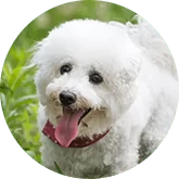 Poodle c.png