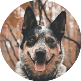 australian shepherd in the forest.png