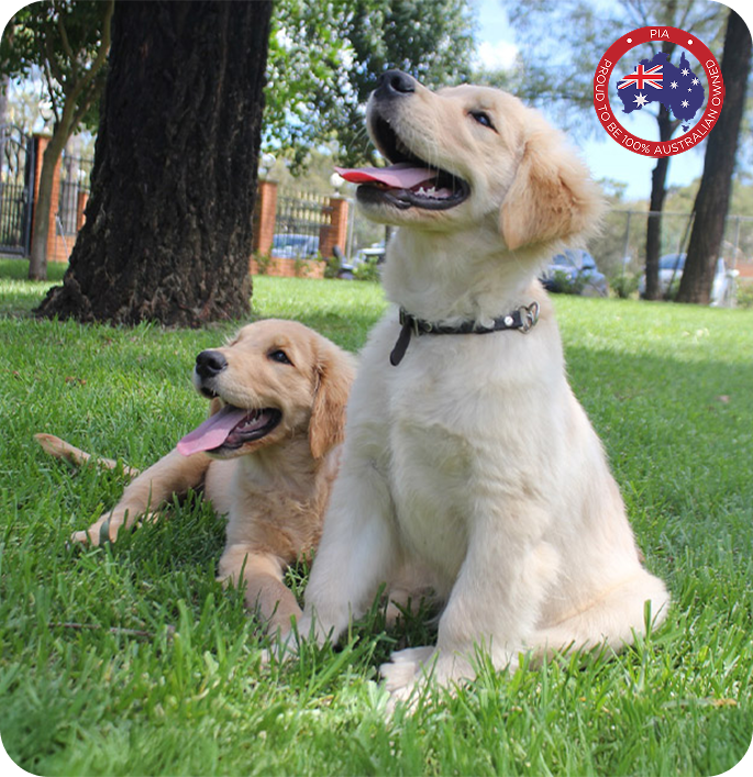 award winning pet insurance
